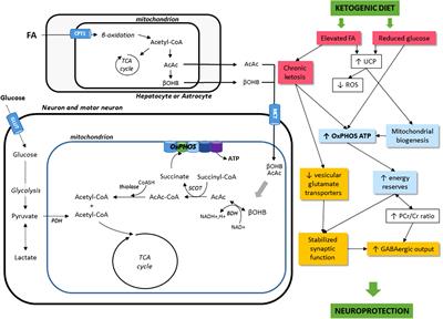 How Can a Ketogenic Diet Improve Motor Function?